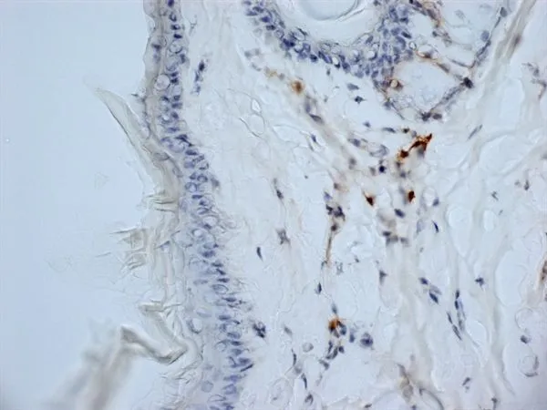 IHC-Fr analysis of mouse tail tissue using GTX42443 CD13 antibody [ER-BMDM1].