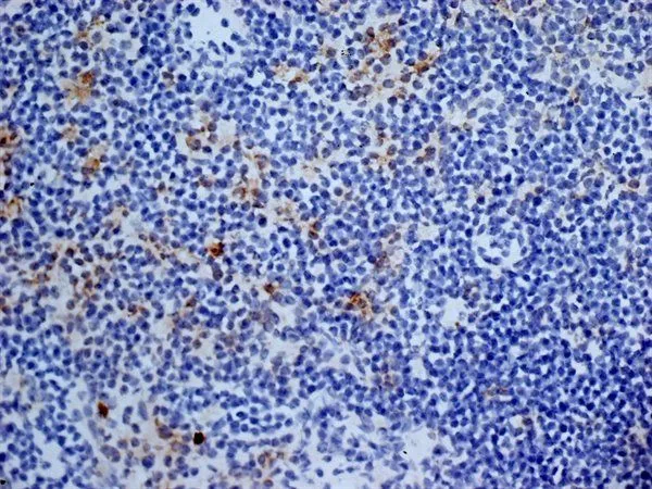 IHC-Fr analysis of mouse lymph node tissue using GTX42444 CD13 antibody [ER-BMDM1].