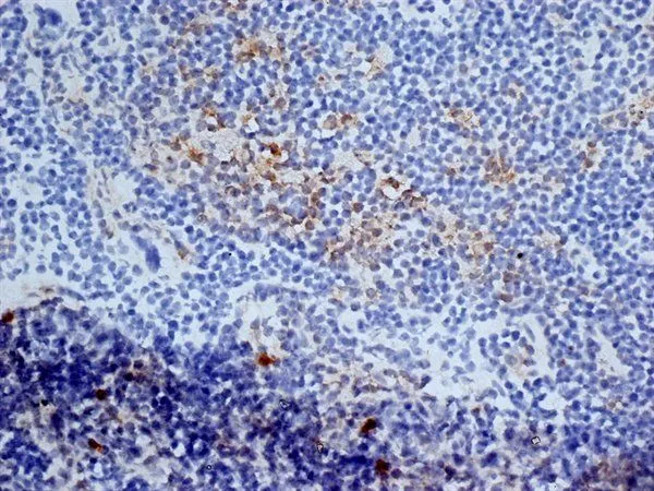 IHC-Fr analysis of mouse lymph node tissue using GTX42444 CD13 antibody [ER-BMDM1].