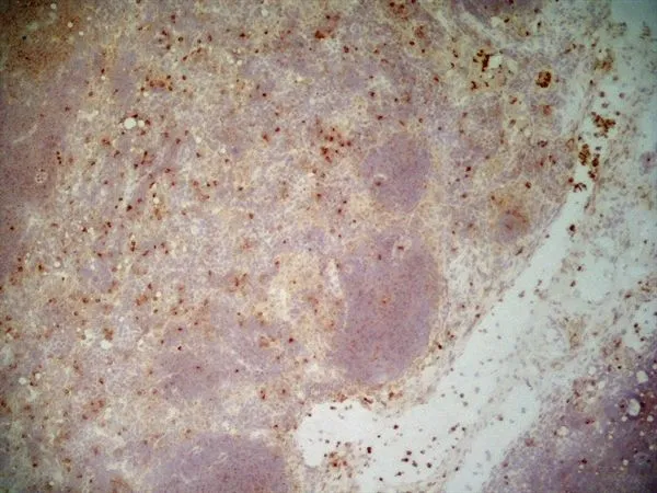 IHC-Fr analysis of mouse lymph node tissue using GTX42476 CD11b antibody [5C6] (Low endotoxin, azide free).