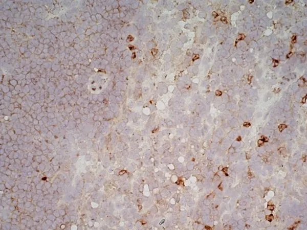 IHC-Fr analysis of mouse lymph node tissue using GTX42476 CD11b antibody [5C6] (Low endotoxin, azide free).