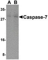 WB analysis of mouse skeletal muscle tissue lysate using GTX42546 Caspase 7 antibody at (A)0.5 and (B)1 ug/ml