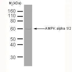 WB analysis of human brain tissue lysate using GTX42789 AMPK alpha 1/2 antibody [34.2].
