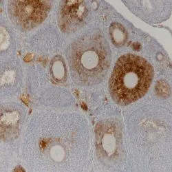 IHC-P analysis of ovarian tissue section from a 25 day old mouse using GTX42794 AMH antibody [5/6].