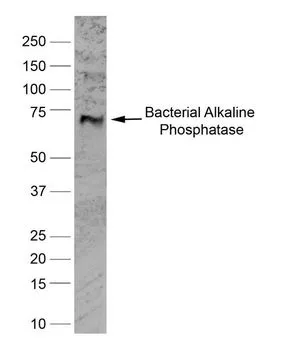 WB analysis of bacterial alkaline phosphatase recombinant protein using GTX42809 Alkaline Phosphatase antibody [BGN/03/662].