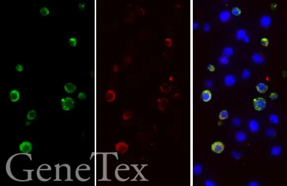 SARS-CoV-2 (COVID-19) spike antibody detects 6X His-tagged SARS-CoV-2 (COVID-19) spike (S1) protein by immunohistochemical analysis.</br>Sample: Paraffin-embedded SARS-CoV-2 (COVID-19) Spike (S1) FFPE Cell Pellet Block (GTX435643).</br>Green: 6X His-tagged SARS-CoV-2 (COVID-19) spike (S1) protein stained by SARS-CoV-2 (COVID-19) spike antibody (GTX135356) diluted at 1:1000.</br>Red: 6X His-tagged SARS-CoV-2 (COVID-19) spike (S1) protein stained by 6X His tag antibody [GT359] (GTX628914) diluted at 1:1000.</br>Blue: Fluoroshield with DAPI (GTX30920).</br>Antigen Retrieval: Citrate buffer, pH 6.0, 15 min