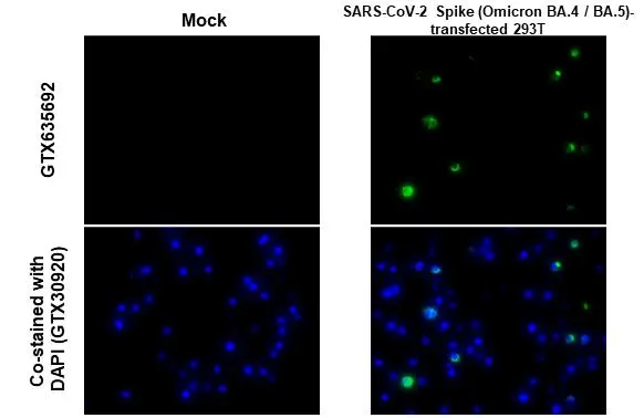 SARS-CoV-2 (COVID-19) Spike RBD antibody [HL257] detects SARS-CoV-2 (COVID-19) Spike protein by immunohistochemical analysis. Sample: Paraffin-embedded Mock (GTX435670) and SARS-CoV-2 (COVID-19) Spike (Omicron BA.4 / BA.5) FFPE 293T Cell Pellet Block (GTX437396). Green: SARS-CoV-2 (COVID-19) Spike RBD stained by SARS-CoV-2 (COVID-19) Spike RBD antibody [HL257] (GTX635692) diluted at 1:1000. Blue: Fluoroshield with DAPI (GTX30920). Antigen Retrieval: Citrate buffer, pH 6.0, 15 min