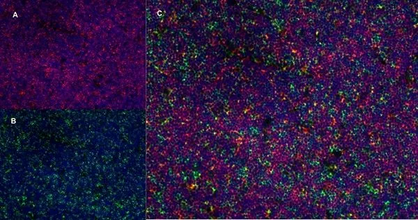 IHC-Fr staining of rat lymph node using Mouse anti Rat CD4 antibody (GTX44519), red in A and Mouse anti Rat CD8, green in B. C is merged image with nuclear counterstaining with DAPI in blue. Low power