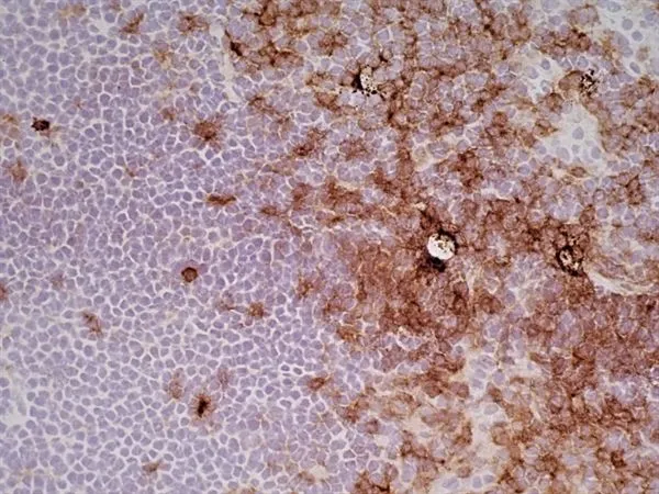 IHC-Fr analysis of rat lymph node tissue using GTX44519 CD4 (Domain 2) antibody [OX-35].