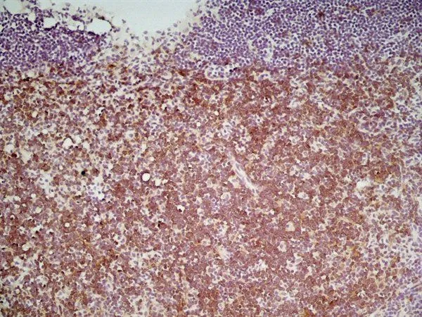 IHC-Fr analysis of mouse lymph node tissue using GTX44530 CD4 antibody [GK1.5] (Low endotoxin,azide free).