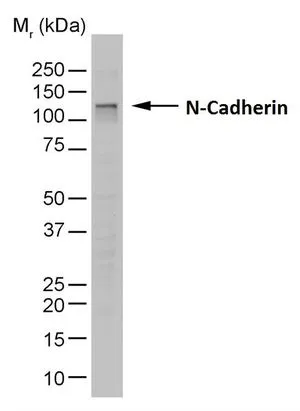 WB analysis of HT1080 cell lysate using GTX44601 N-Cadherin antibody [13A9].