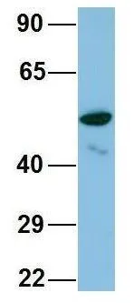 WB analysis of human placenta tissue using GTX44884 TINAGL1 antibody at 1microg/ml.