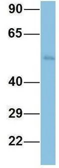 WB analysis of human fetal heart tissue using GTX44884 TINAGL1 antibody at 1microg/ml.