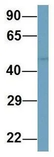 WB analysis of human B lymphoblast cells using GTX44912 PELI1 antibody at 1microg/ml.