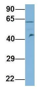 WB analysis of human fetal brain tissue using GTX44954 C7ORF43 antibody at 1microg/ml.