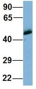 WB analysis of human fetal heart tissue using GTX44982 WIPI1 antibody at 1microg/ml.