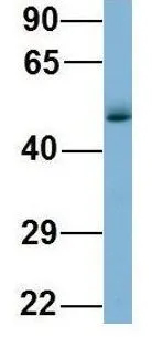 WB analysis of human fetal lung tissue using GTX44982 WIPI1 antibody at 1microg/ml.