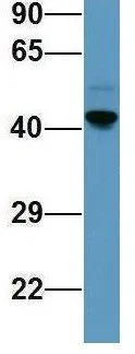 WB analysis of human fetal liver tissue using GTX45043 SERPINE2 antibody at 1microg/ml.