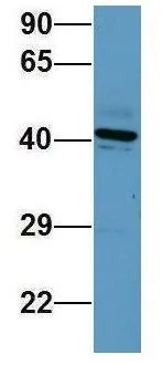 WB analysis of human placenta tissue using GTX45043 SERPINE2 antibody at 1microg/ml.