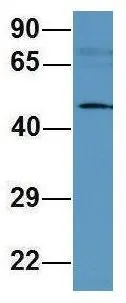 WB analysis of human B lymphoblast cells using GTX45045 MFAP1 antibody at 1microg/ml.