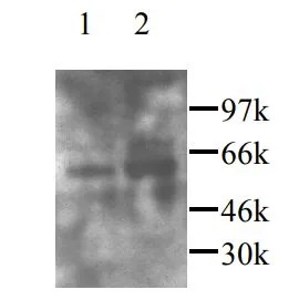 WB analysis of rat(lane 1) and mouse(lane 2) brain tissue lysate using GTX45091 CX3CL1 antibody.