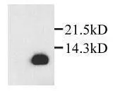 Detection of rat recombinant SDF-1 beta in transfected cells by WB.