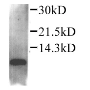 CCL4 detected by WB in supernatant of RAW264.7 cells treated with LPS(15h). CCL4 detected by WB in supernatant of RAW264.7 cells treated with LPS(15h).