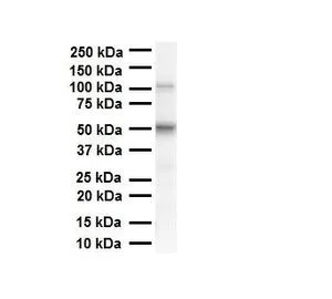 WB analysis of HepG2 cells using GTX45142 PRAME antibody at 0.2-1microg/ml.
