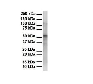 WB analysis of K562 cells using GTX45142 PRAME antibody at 1microg/ml.