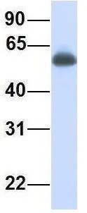 WB analysis of human fetal lung tissue using GTX45301 IRF2BP1 antibody at 1.0microg/ml.