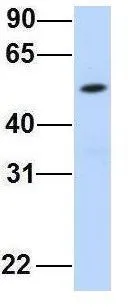 WB analysis of HeLa cells using GTX45308 FAM98A antibody at 1microg/ml.
