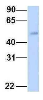 WB analysis of human fetal heart tissue using GTX45308 FAM98A antibody at 1microg/ml.