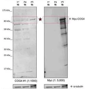 WB analysis of human HeLa and monkey Vero cells using GTX45311 COG4 antibody at 1:1000. Lane : 1 : HeLa cell lysate 2 : Vero cell lysate 3 : HeLa cells overexpressing Myc tagged COG4 protein
