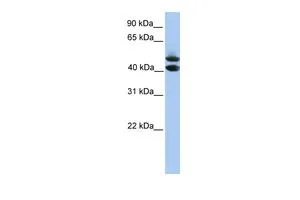 WB analysis of HepG2 cells using GTX45393 SOHLH1 antibody at 0.2-1microg/ml. WB analysis of HepG2 cells using GTX45393 SOHLH1 antibody at 0.2-1microg/ml.