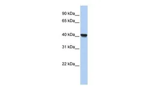 WB analysis of human fetal lung tissue using GTX45573 RLBP1L1 antibody at 0.2-1microg/ml.