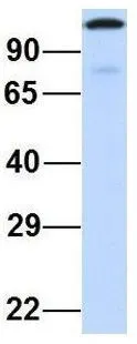 WB analysis of human placenta tissue using GTX45708 CCDC52 antibody at 1.0microg/ml.
