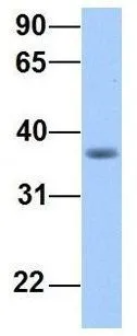 WB analysis of human B lymphoblast cells using GTX45767 ERI2 antibody at 1.0microg/ml.