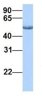 WB analysis of human fetal brain tissue using GTX45815 CSNK1G2 antibody at 1.0microg/ml.