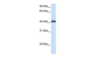 WB analysis of HeLa cells using GTX45922 FCRLA antibody at 0.2-1microg/ml. WB analysis of HeLa cells using GTX45922 FCRLA antibody at 0.2-1microg/ml.