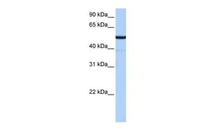WB analysis of human fetal liver tissue using GTX45968 BTNL8 antibody at 0.2-1microg/ml. WB analysis of human fetal liver tissue using GTX45968 BTNL8 antibody at 0.2-1microg/ml.