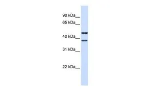 WB analysis of human brain tissue using GTX45996 TMEM135 antibody at 0.2-1microg/ml.