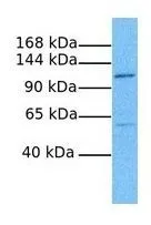 WB analysis of PANC1 cells using GTX46055 TMEM63C antibody at 1microg/ml.