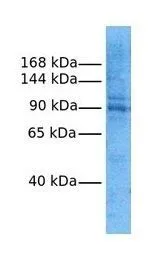 WB analysis of HepG2 cells using GTX46069 LRRC8A antibody at 1microg/ml.