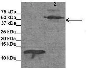 WB analysis of Drosophila EXD recombinat protein using GTX46279 EXD antibody at 1:1000. Lane 1 : Truncated Drosophila EXD recombinat protein Lane 2 : Full-length Drosophila EXD recombinat protein