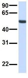 WB analysis of human fetal lung tissue using GTX46302 TMEM57 antibody at 1microg/ml.