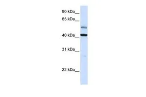 WB analysis of human placenta tissue using GTX46334 ARMCX1 antibody at 0.2-1microg/ml. WB analysis of human placenta tissue using GTX46334 ARMCX1 antibody at 0.2-1microg/ml.