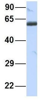 WB analysis of human fetal muscle tissue using GTX46404 BTNL3 antibody at 1.0microg/ml.