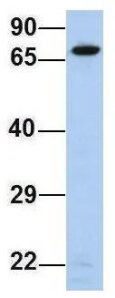 WB analysis of human B lymphoblast cells using GTX46432 PDIA4 antibody at 1microg/ml.