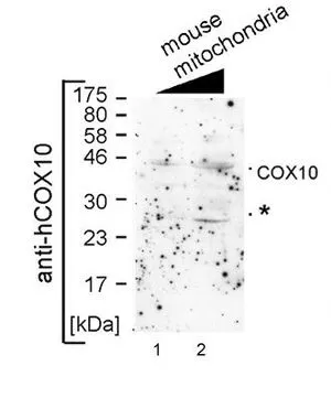 WB analysis of mouse mitochondria lysate using GTX46576 COX10 antibody at 1:1000. Lane 1: 15microg Lane 2: 30microg