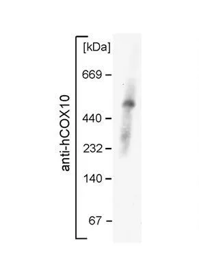 WB analysis of mouse mitochondria complex using GTX46576 COX10 antibody at 1:1000. (Blue-native PAGE.)